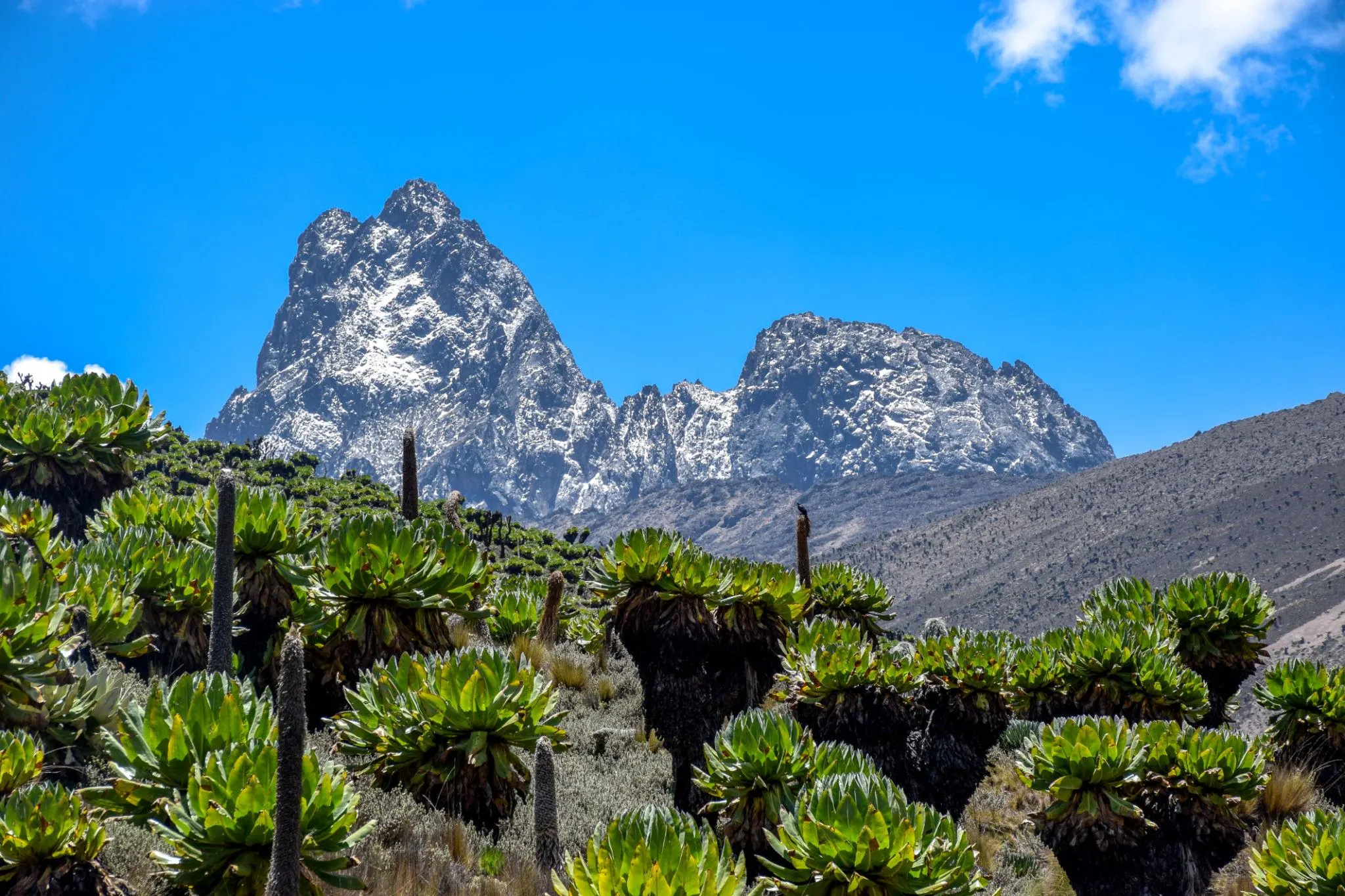Afro alpine vegetation along Mount Kenya trails